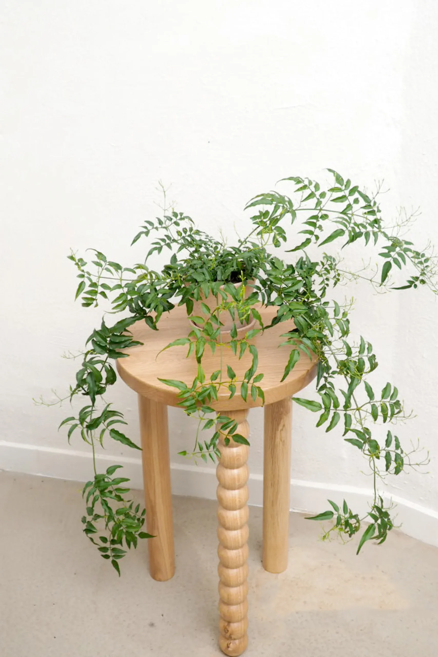 PLANT Jasmin Clearance