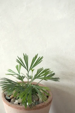 PLANT Øjnvippe bregne Online
