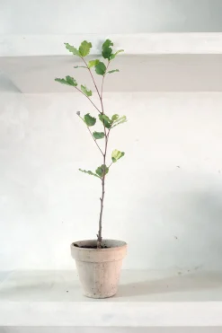 PLANT Johannesbrødtræ Online