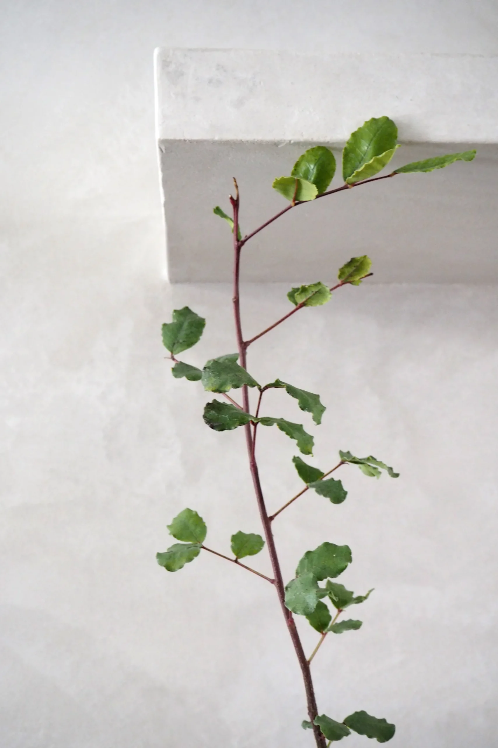 PLANT Johannesbrødtræ Online