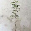 PLANT Johannesbrødtræ, medium Hot