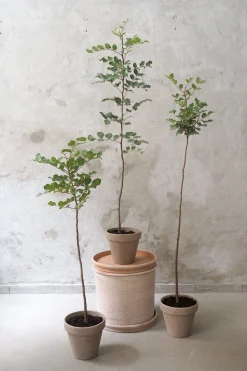 PLANT Johannesbrødtræ, medium Hot