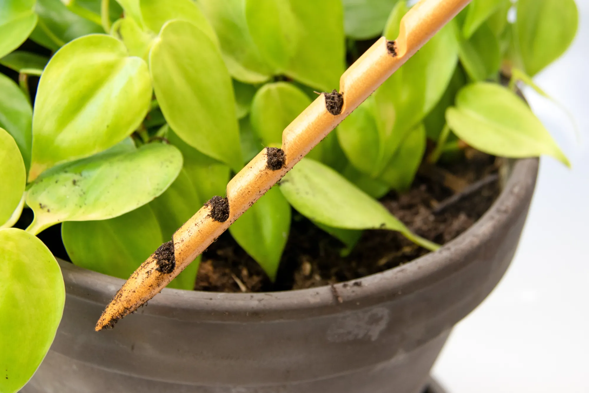 PLANT Jordtester Hot