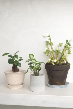 PLANT Julerose Best