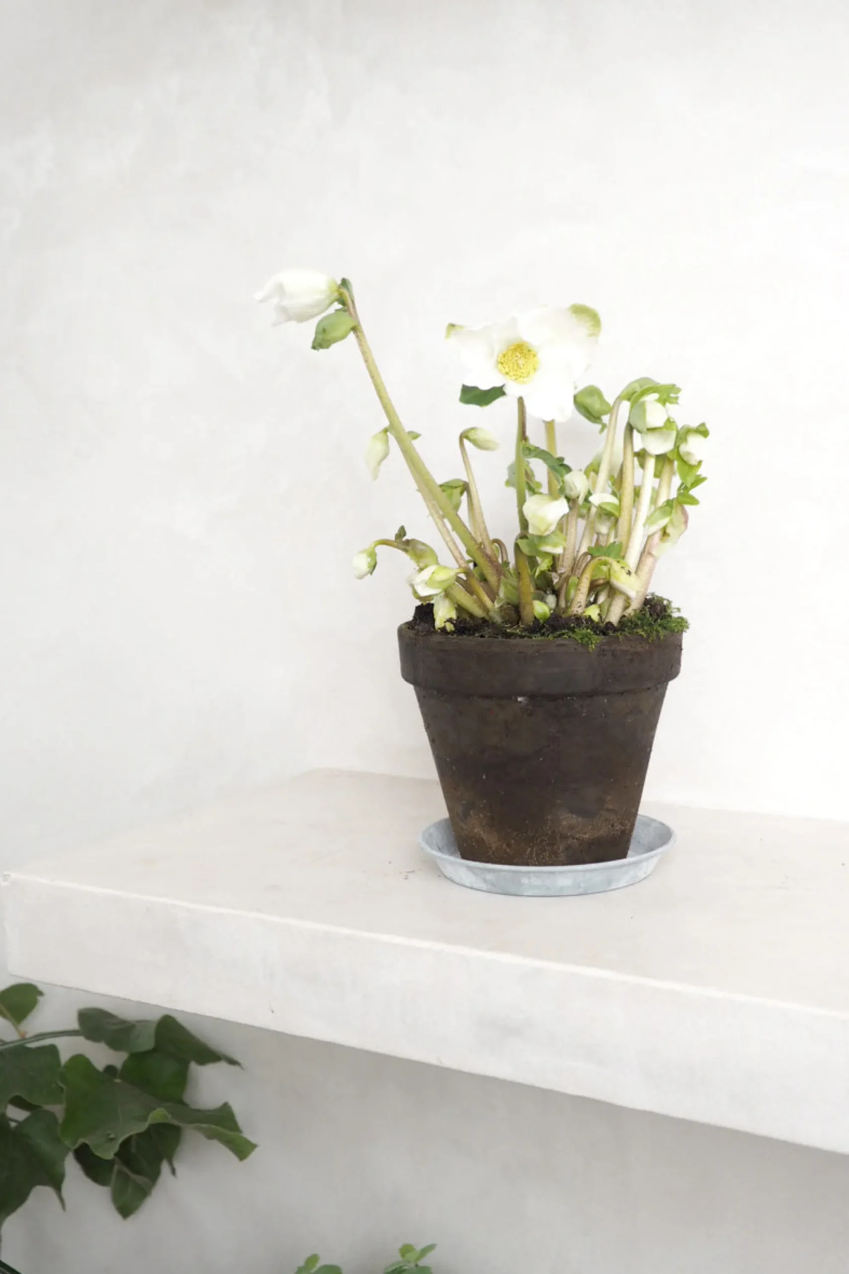 PLANT Julerose Best