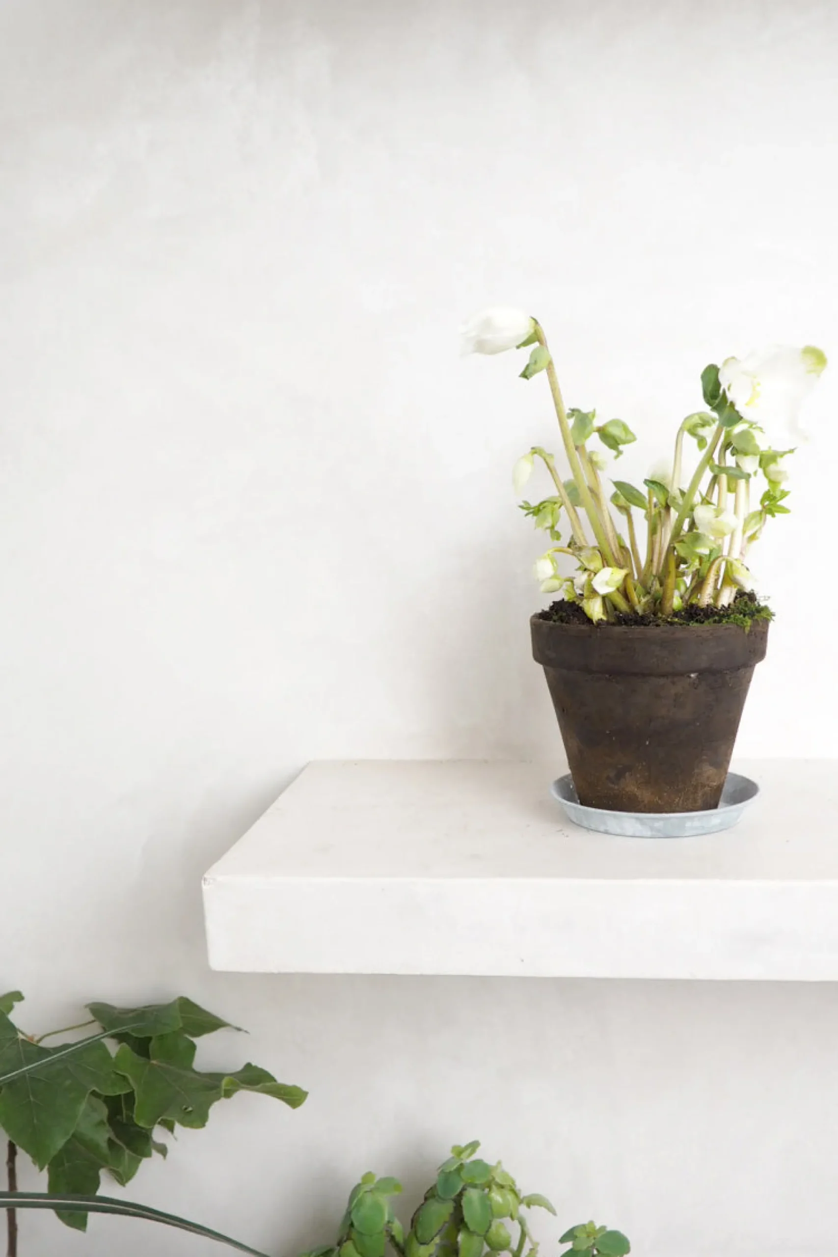 PLANT Julerose Best