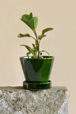 PLANT Julie - Emerald Green Outlet
