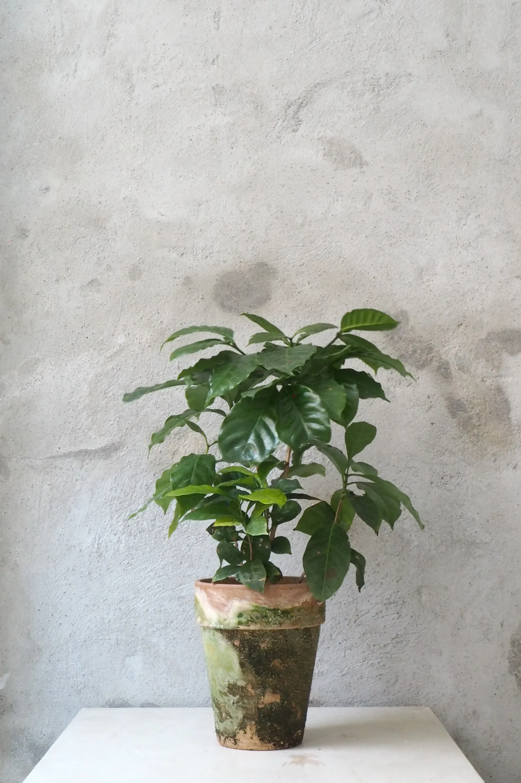 PLANT Kaffetræ - Coffee Arabica, stor
