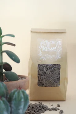 PLANT Kaktussten Best