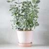 PLANT Kalancho Hildebrandtii Outlet
