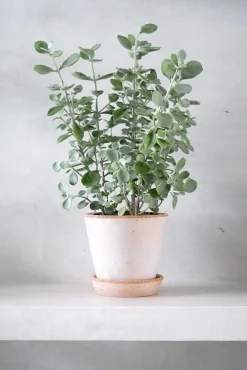 PLANT Kalancho Hildebrandtii Outlet