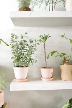 PLANT Kalancho Hildebrandtii Outlet