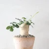 PLANT Kedrostis Africana Hot