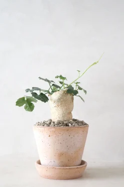 PLANT Kedrostis Africana Hot