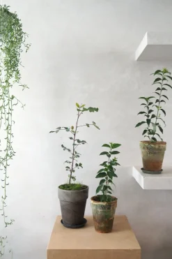 PLANT Kinesisk liguster