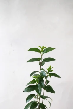 PLANT Kinesisk liguster