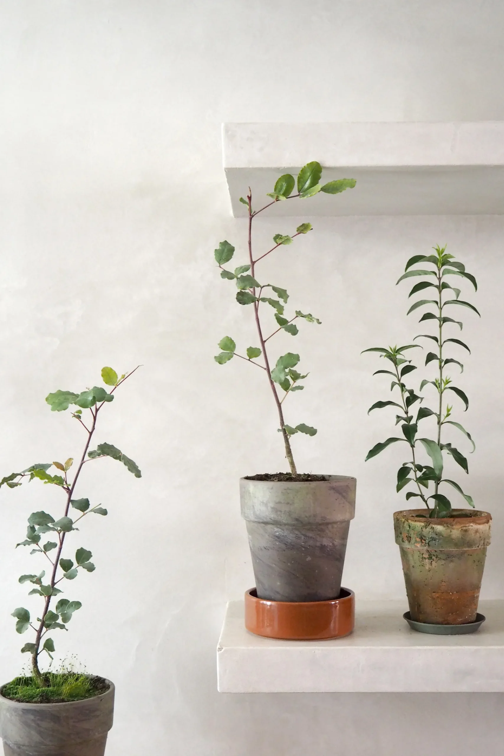 PLANT Kinesisk liguster