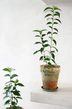 PLANT Kinesisk liguster