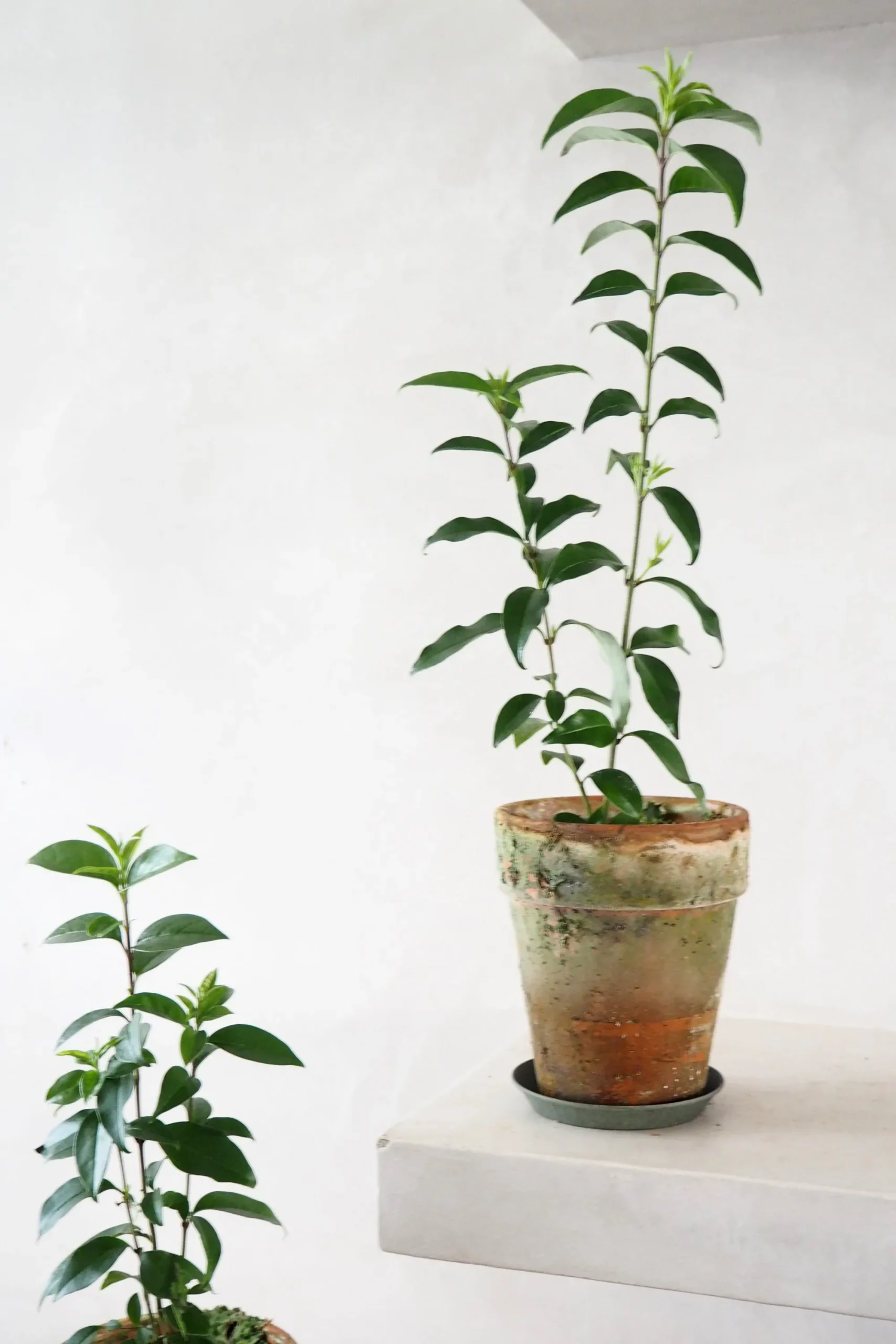PLANT Kinesisk liguster