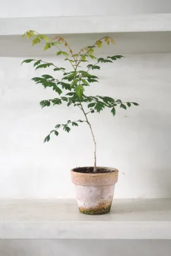 PLANT Kinesisk træ Discount