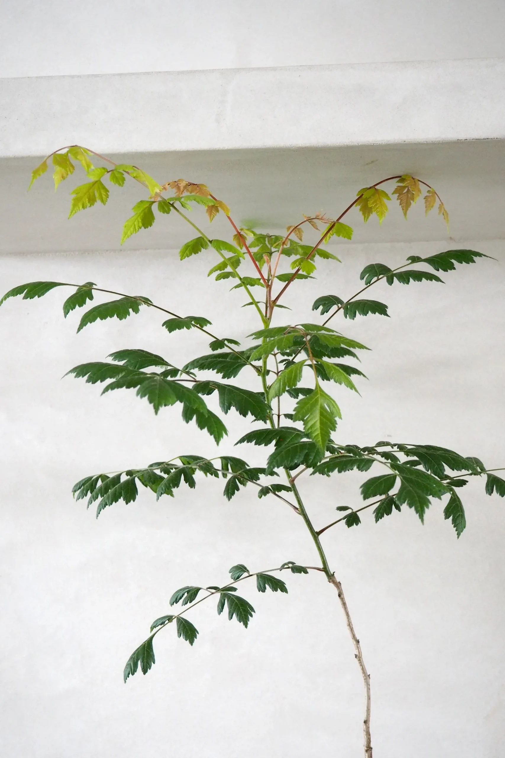 PLANT Kinesisk træ Discount