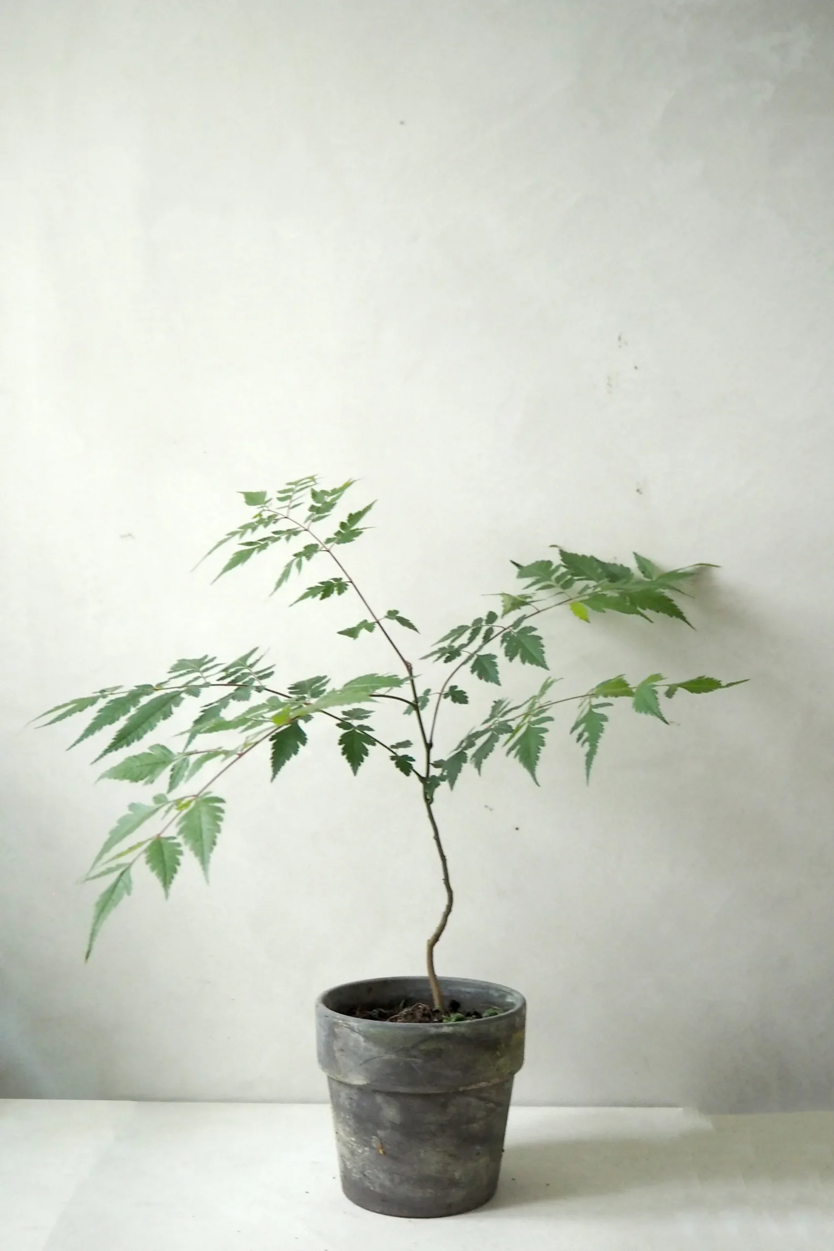 PLANT Kinesisk træ Discount