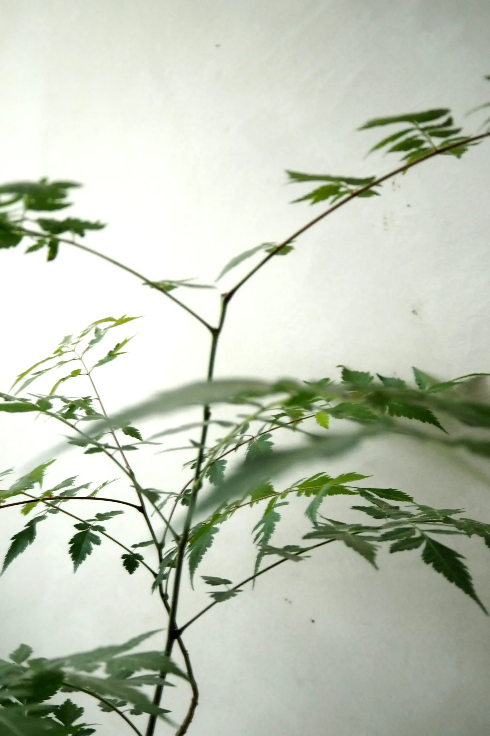 PLANT Kinesisk træ Discount