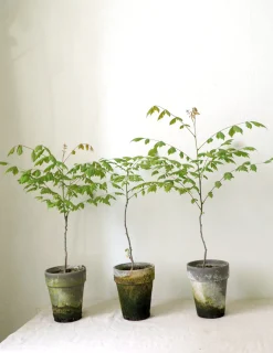 PLANT Kinesisk træ Discount