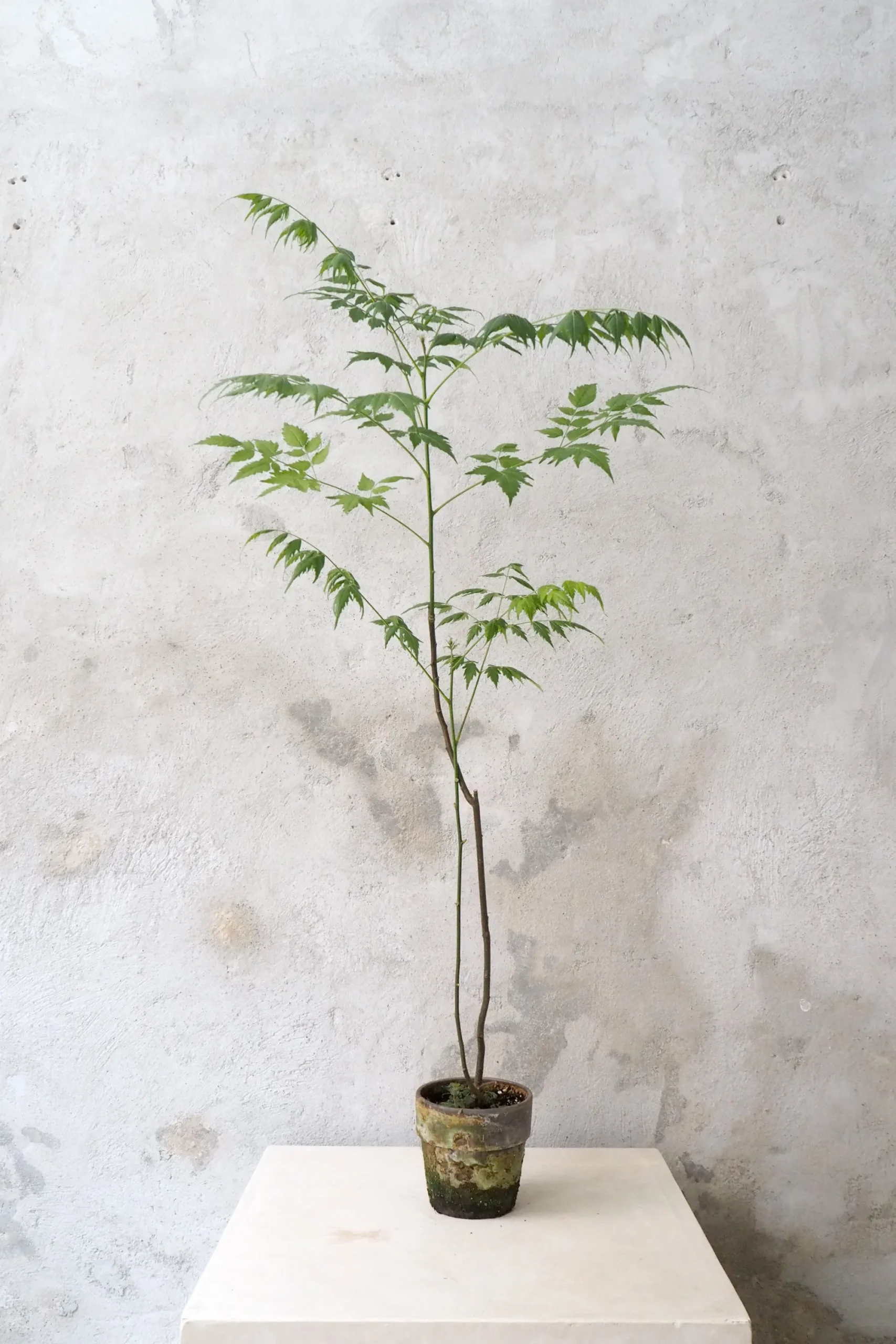 PLANT Kinesisk træ, medium Hot