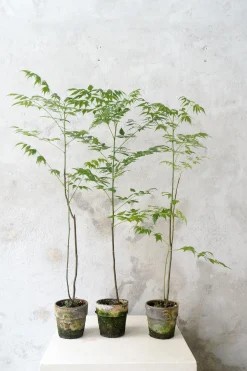 PLANT Kinesisk træ, medium Hot