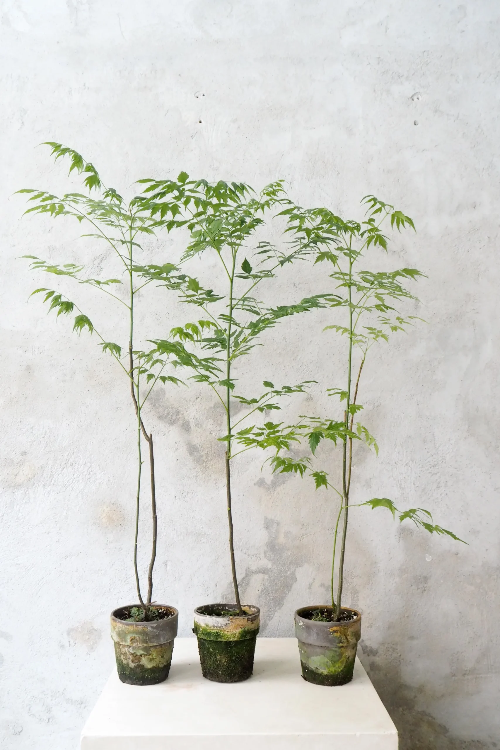 PLANT Kinesisk træ, medium Hot