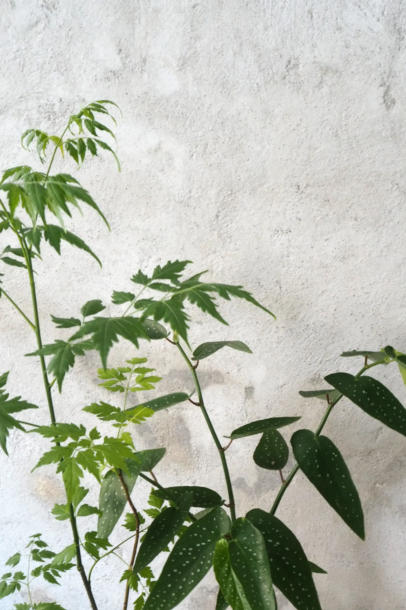 PLANT Kinesisk træ, medium Hot