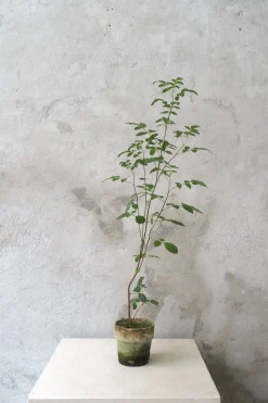 PLANT Klokketræ Outlet