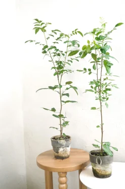 PLANT Klokketræ Outlet