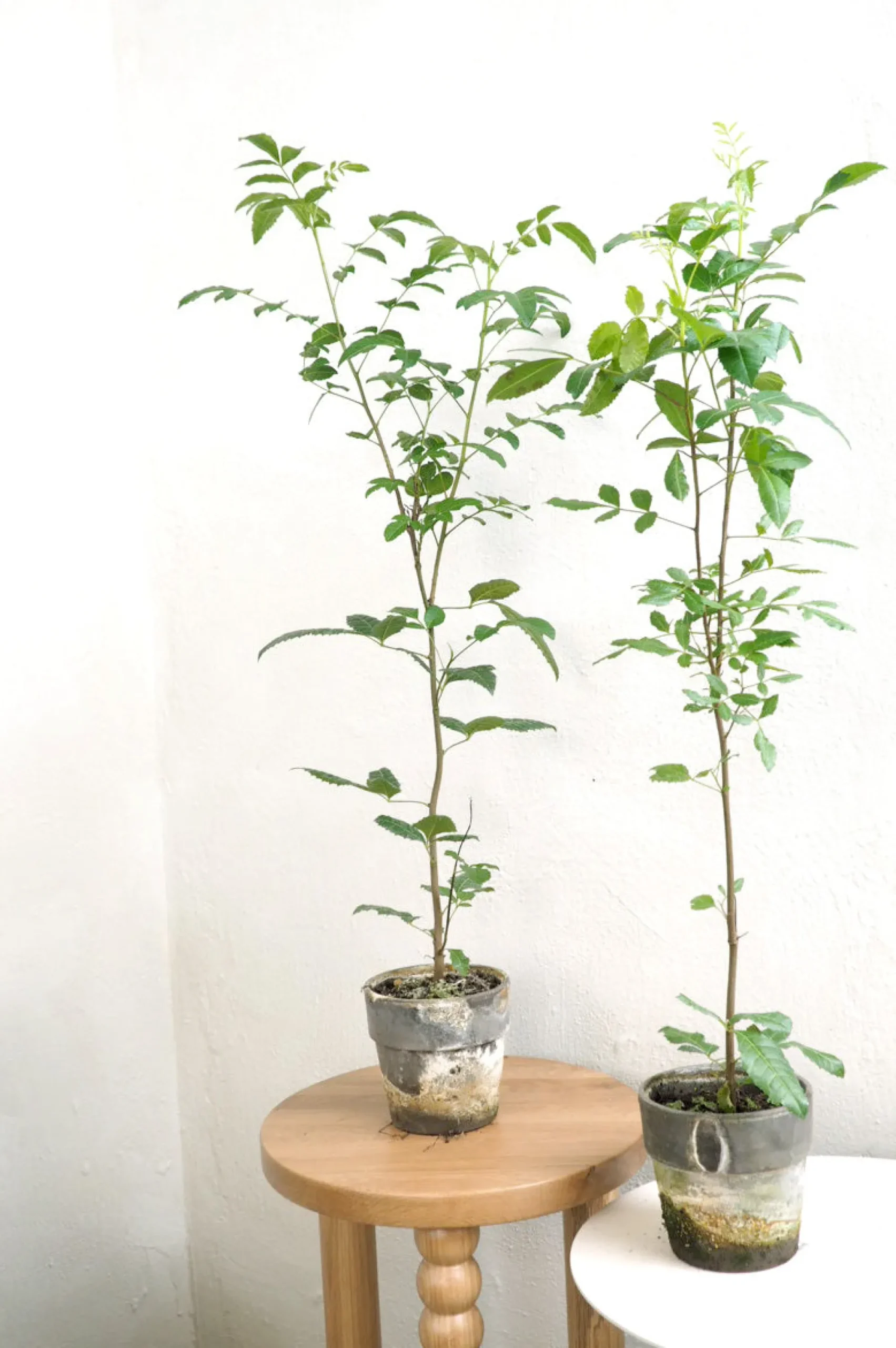 PLANT Klokketræ Outlet