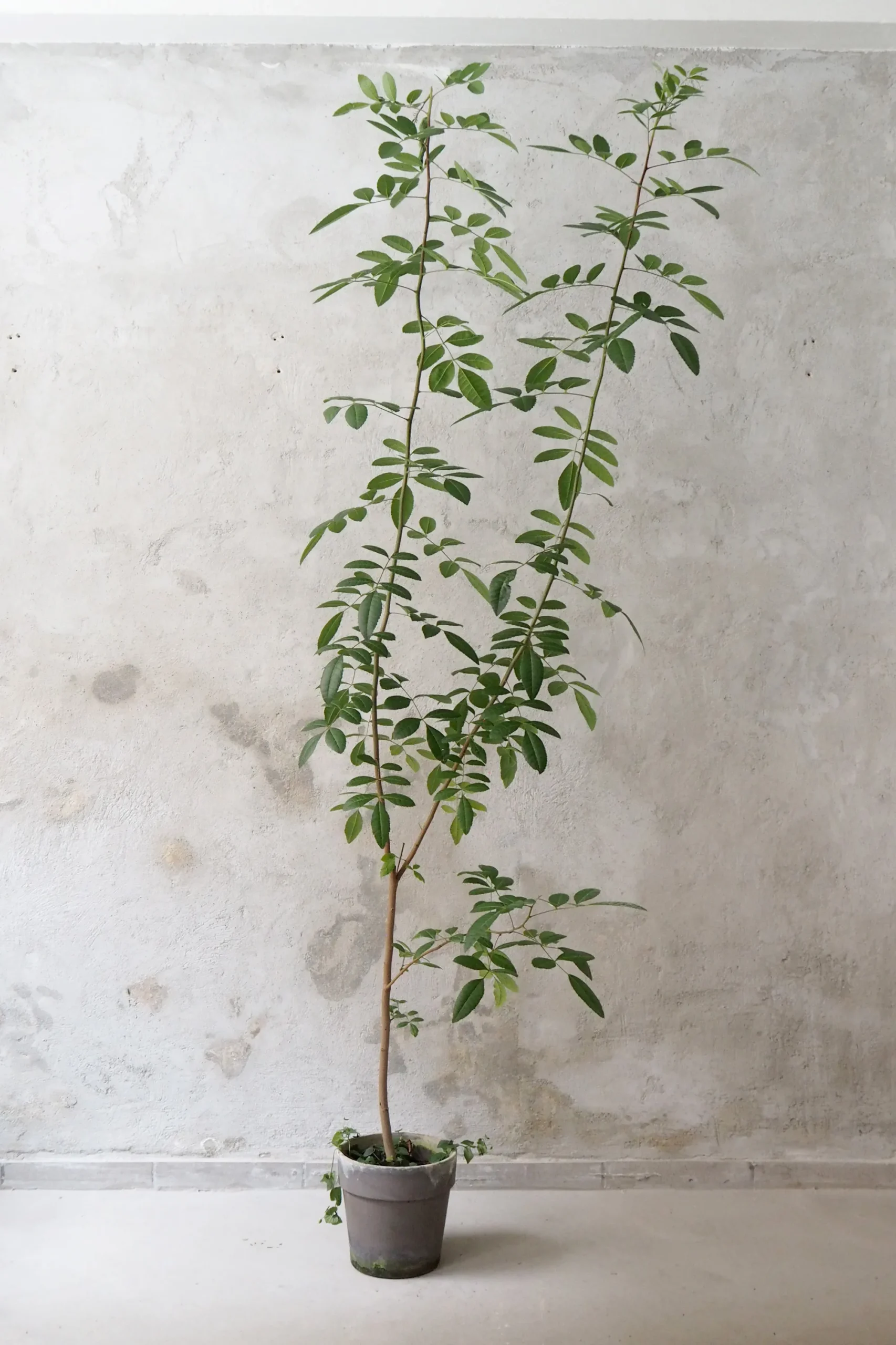 PLANT Klokketræ, unika, stor Outlet