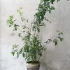 PLANT Klokketræ, unika, stor I Hot