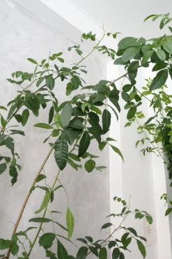 PLANT Klokketræ, unika, stor I Hot