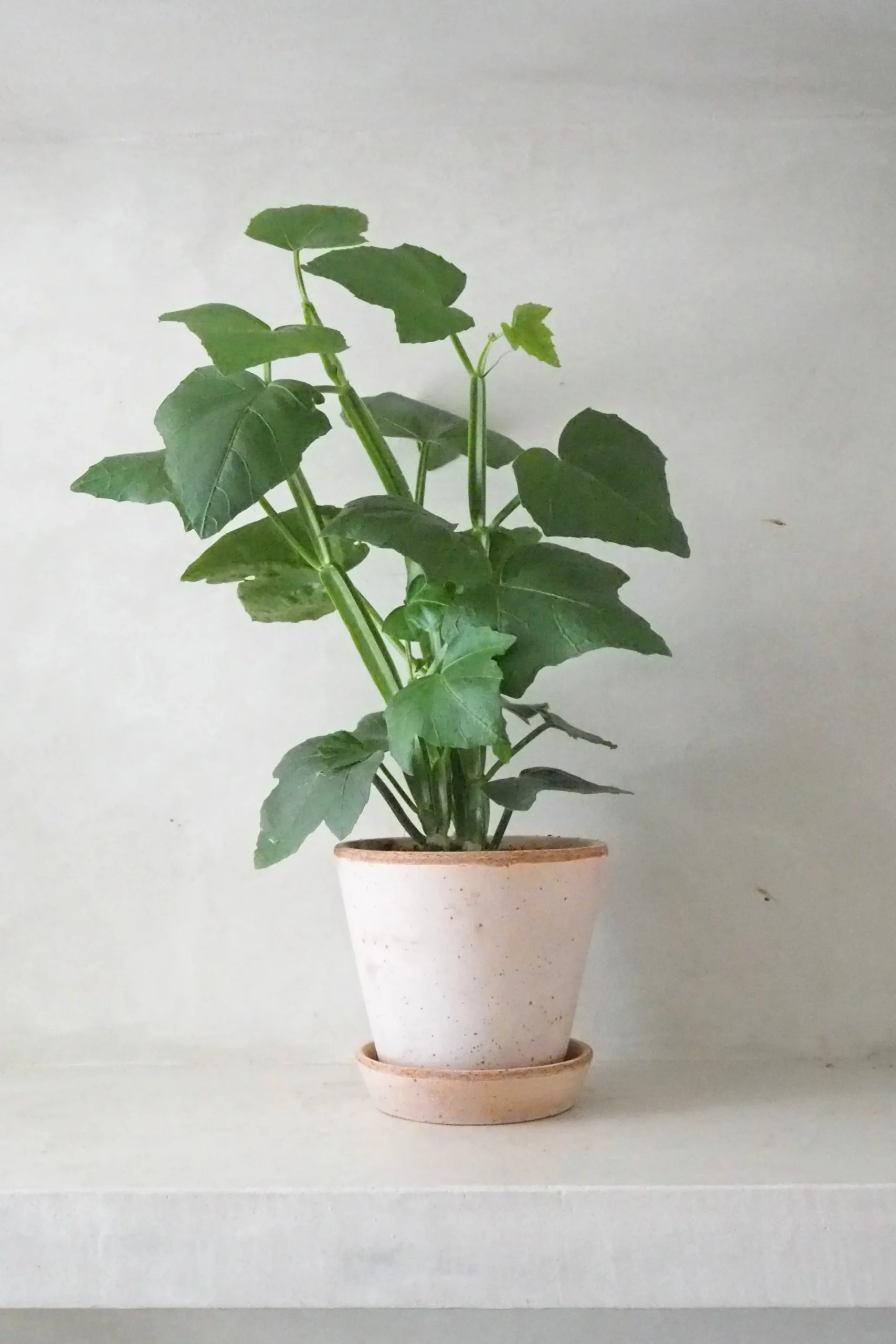 PLANT Knoglee Outlet