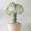 PLANT Koral kaktus Best