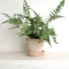 PLANT Koreansk stenbregne