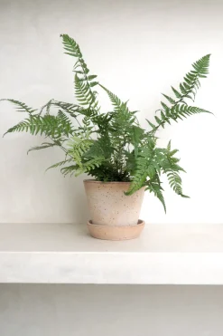 PLANT Koreansk stenbregne