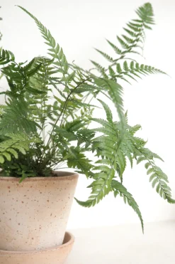 PLANT Koreansk stenbregne