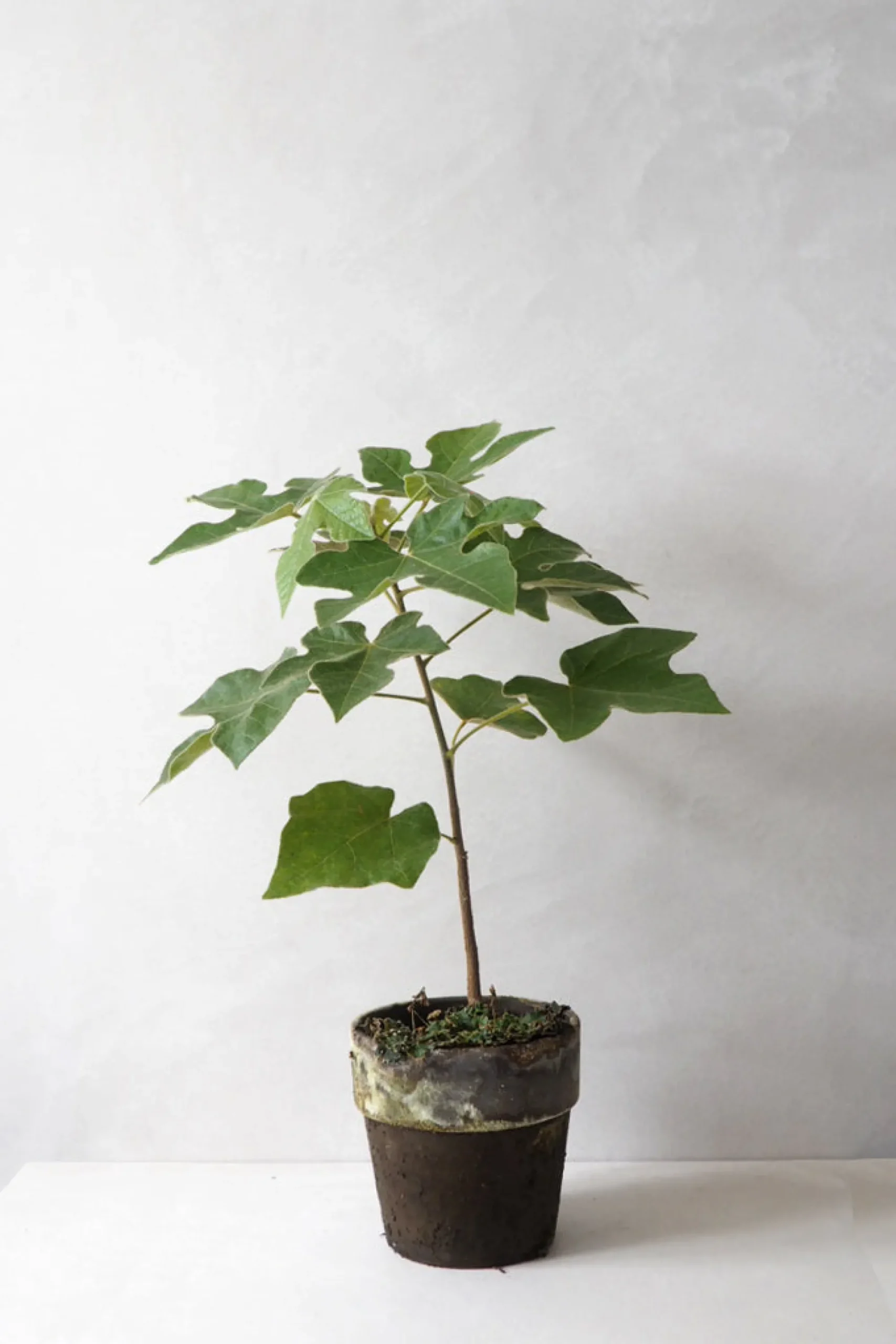 PLANT Kærlighedstræ (Fingerblad) New