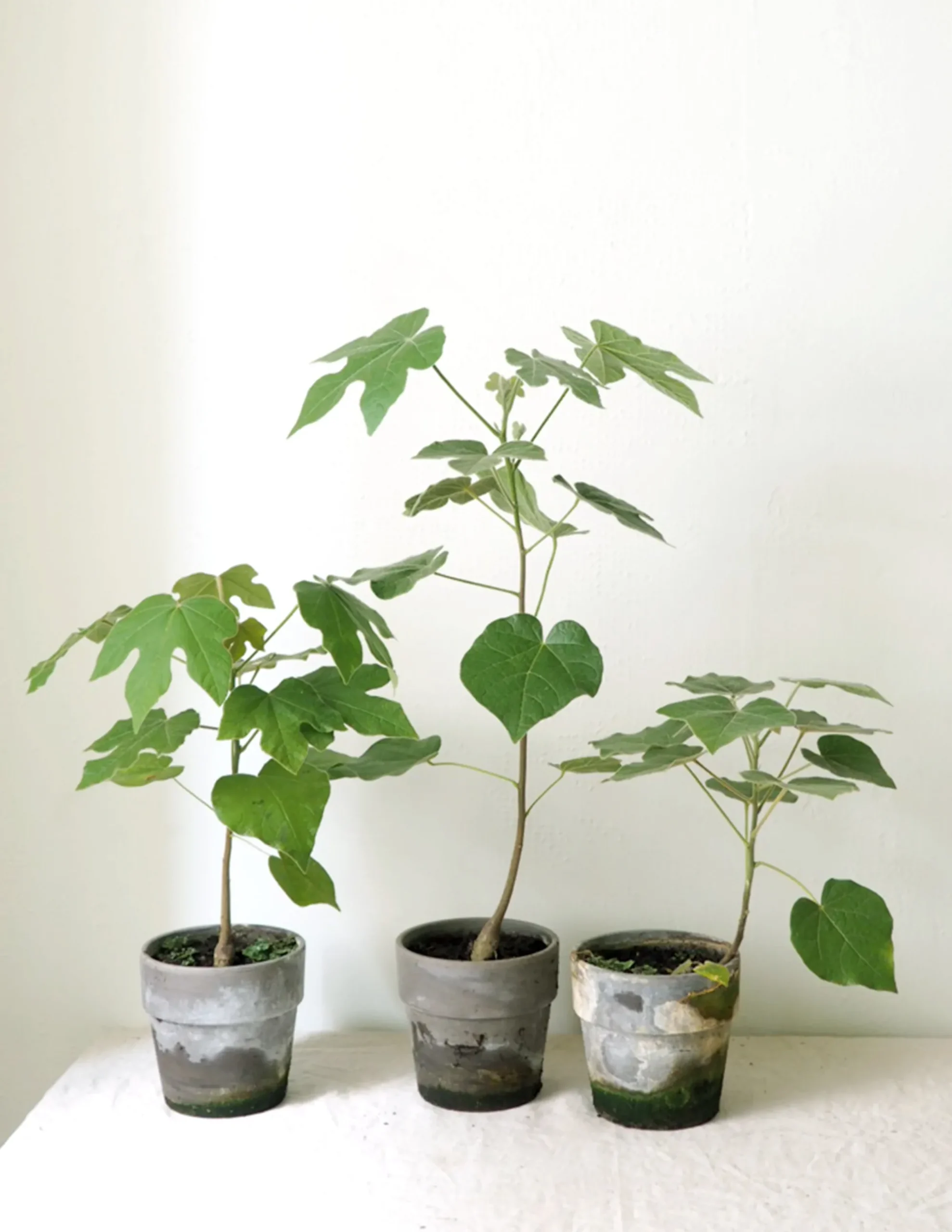PLANT Kærlighedstræ (Fingerblad) New