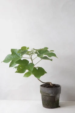 PLANT Kærlighedstræ (Fingerblad) New