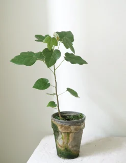 PLANT Kærlighedstræ (Fingerblad) New