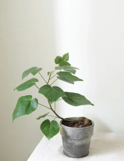 PLANT Kærlighedstræ (Fingerblad) New