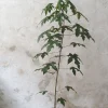 PLANT Kærlighedstræ (Fingerblad) medium Hot