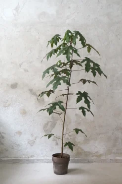 PLANT Kærlighedstræ (Fingerblad) medium Hot